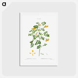 アートポストカード-Scorpion senna, Coronilla emerus - ピエール ジョゼフ ルドゥーテ Postcard.