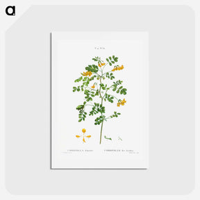 アートポストカード-Scorpion senna, Coronilla emerus - ピエール ジョゼフ ルドゥーテ Postcard.