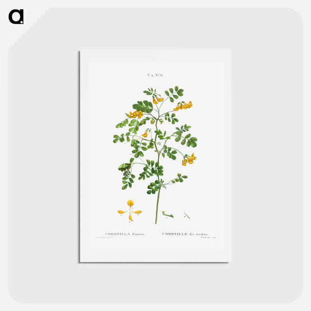 アートポストカード-Scorpion senna, Coronilla emerus - ピエール ジョゼフ ルドゥーテ Postcard.