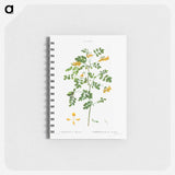 Scorpion senna, Coronilla emerus - ピエール ジョゼフ ルドゥーテ Memo.