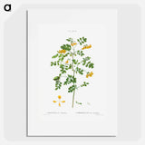 Scorpion senna, Coronilla emerus - Pierre Joseph Redouté Poster.