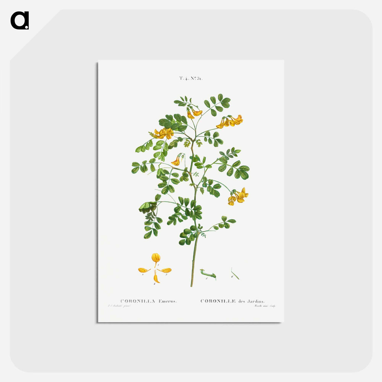 アートポストカード-Scorpion senna, Coronilla emerus - ピエール ジョゼフ ルドゥーテ Postcard.