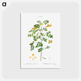 アートポストカード-Scorpion senna, Coronilla emerus - ピエール ジョゼフ ルドゥーテ Postcard.