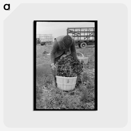 アートポストカード-Inspecting Spinach
 - ラッセル リー Postcard.