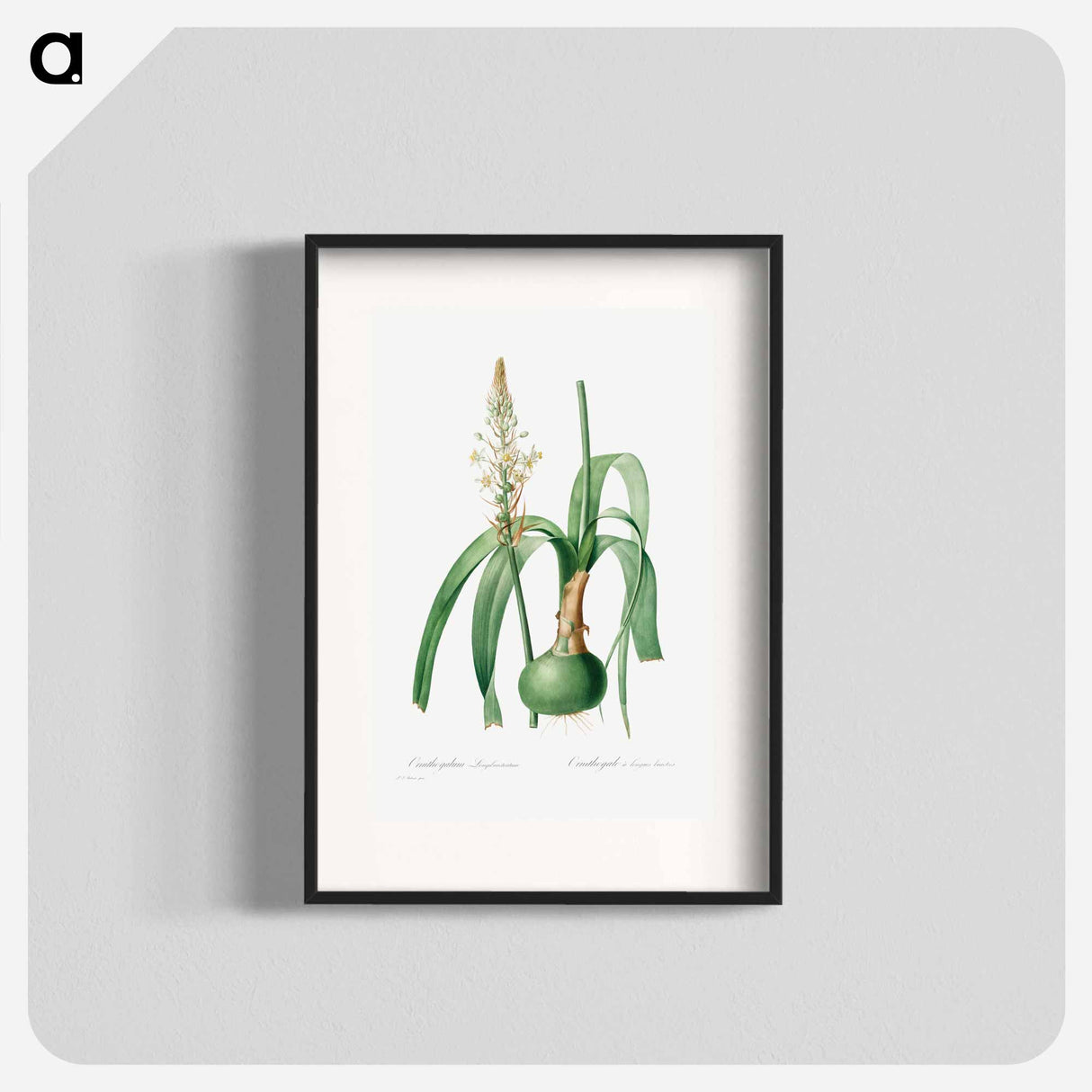Ornithogalum Longibracteatum - Pierre Joseph Redouté Poster.