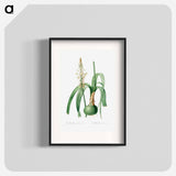 Ornithogalum Longibracteatum - Pierre Joseph Redouté Poster.