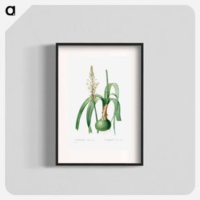 アートポスター-Ornithogalum Longibracteatum - ピエール ジョゼフ ルドゥーテ Poster.