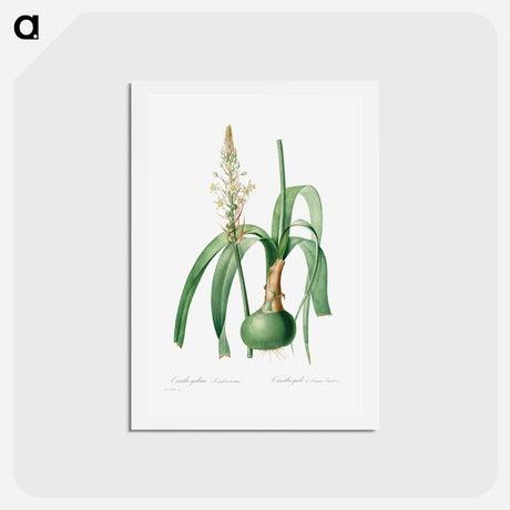 アートポストカード-Ornithogalum Longibracteatum - ピエール ジョゼフ ルドゥーテ Postcard.