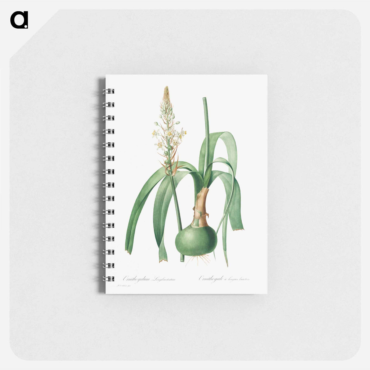 Ornithogalum Longibracteatum - ピエール ジョゼフ ルドゥーテ Memo.