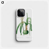 Ornithogalum Longibracteatum - ピエール ジョゼフ ルドゥーテ Phone Case.