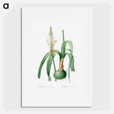 Ornithogalum Longibracteatum - Pierre Joseph Redouté Poster.