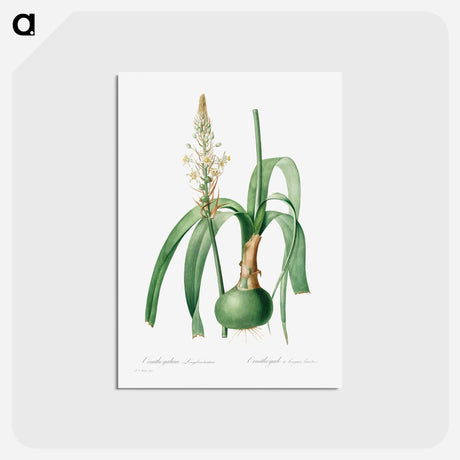 アートポストカード-Ornithogalum Longibracteatum - ピエール ジョゼフ ルドゥーテ Postcard.