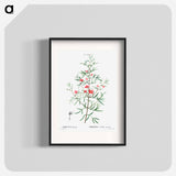 Boronia pinnata - Pierre Joseph Redouté Poster.