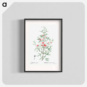 アートポスター-Boronia pinnata - ピエール ジョゼフ ルドゥーテ Poster.