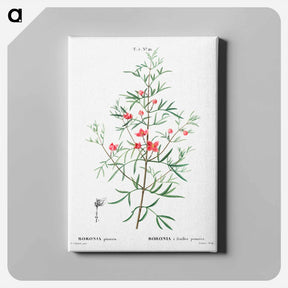 アートパネル-Boronia pinnata - ピエール ジョゼフ ルドゥーテ Canvas.