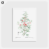 アートポストカード-Boronia pinnata - ピエール ジョゼフ ルドゥーテ Postcard.