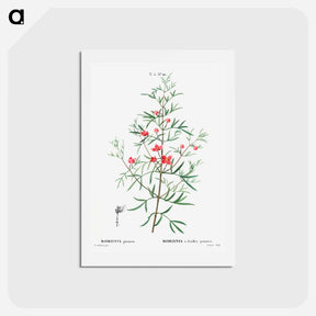 アートポストカード-Boronia pinnata - ピエール ジョゼフ ルドゥーテ Postcard.