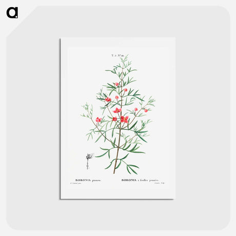 アートポストカード-Boronia pinnata - ピエール ジョゼフ ルドゥーテ Postcard.
