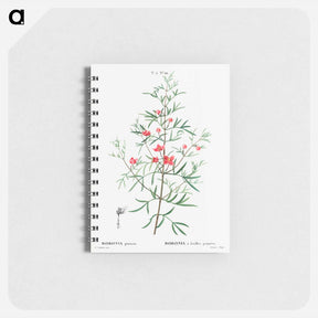 アートメモ帳-Boronia pinnata - ピエール ジョゼフ ルドゥーテ Memo.