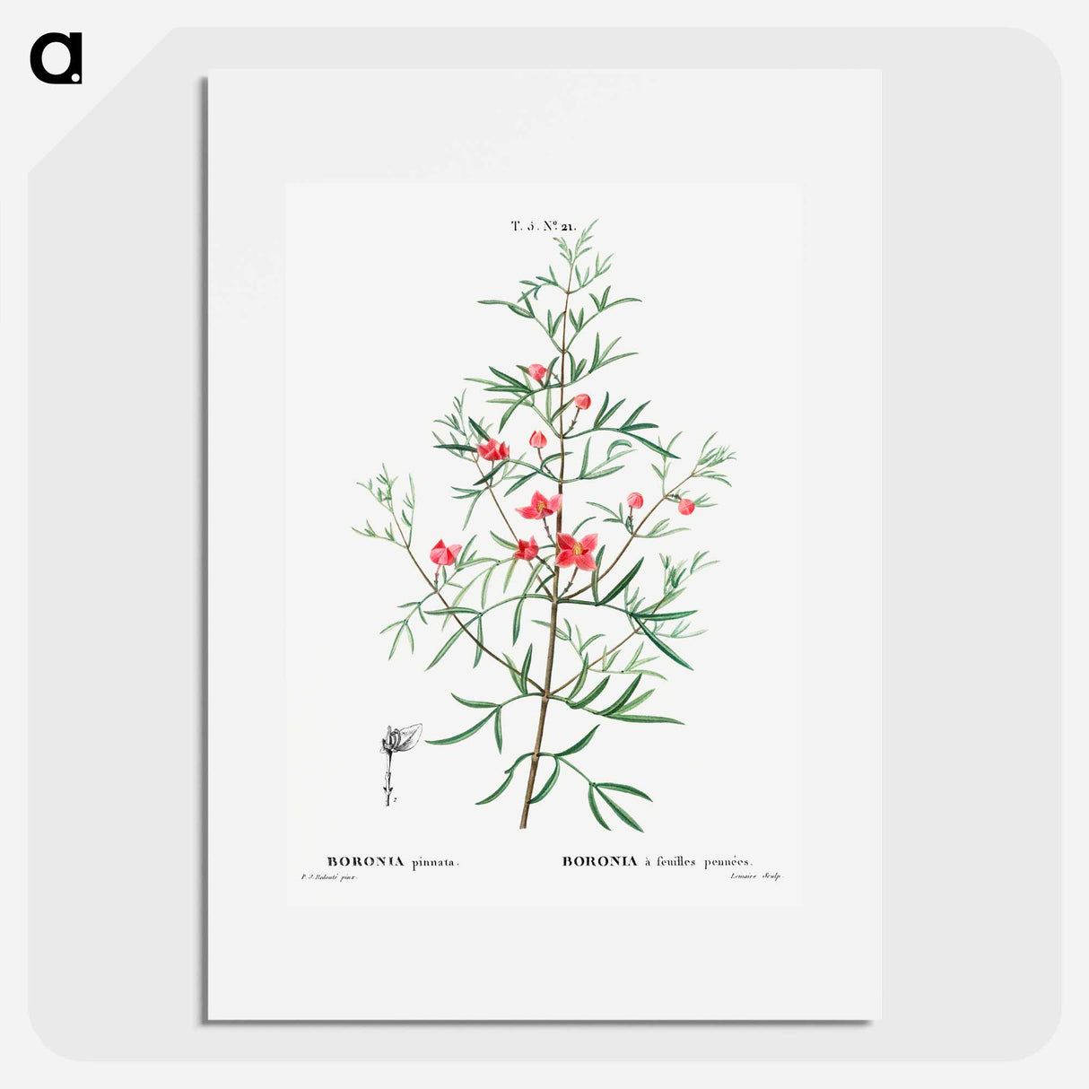Boronia pinnata - Pierre Joseph Redouté Poster.