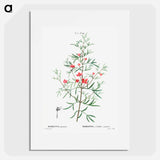 Boronia pinnata - Pierre Joseph Redouté Poster.