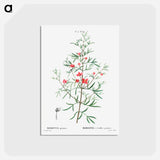 アートポストカード-Boronia pinnata - ピエール ジョゼフ ルドゥーテ Postcard.