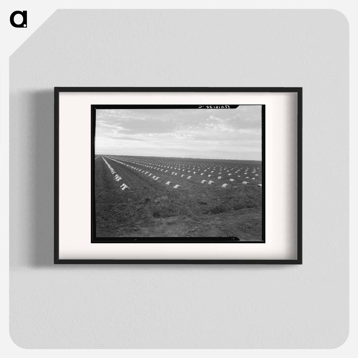 Capped cantaloupe - Dorothea Lange Poster.