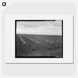Capped cantaloupe - Dorothea Lange Poster.