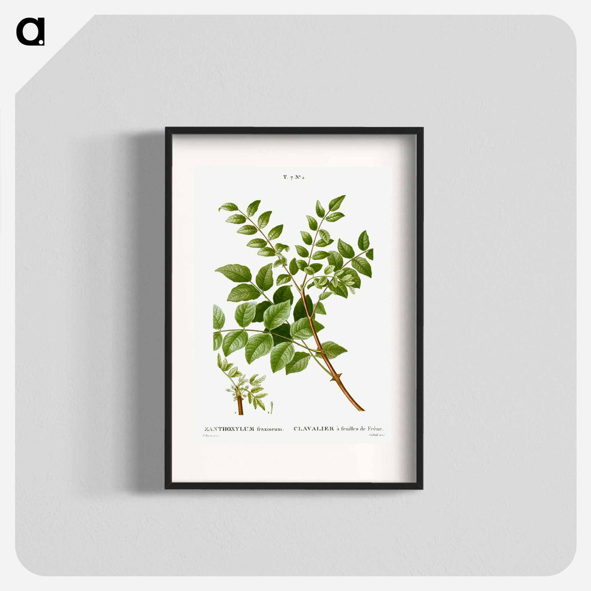 Common prickly-ash - Pierre Joseph Redouté Poster.