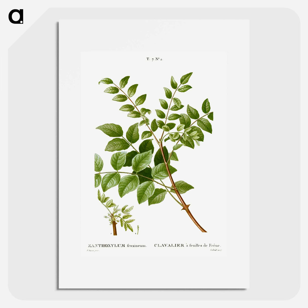 Common prickly-ash - Pierre Joseph Redouté Poster.