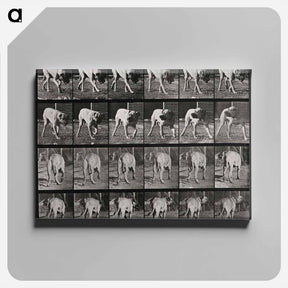 アートパネル-Prowling Dog
 - エドワード マイブリッジ Canvas.