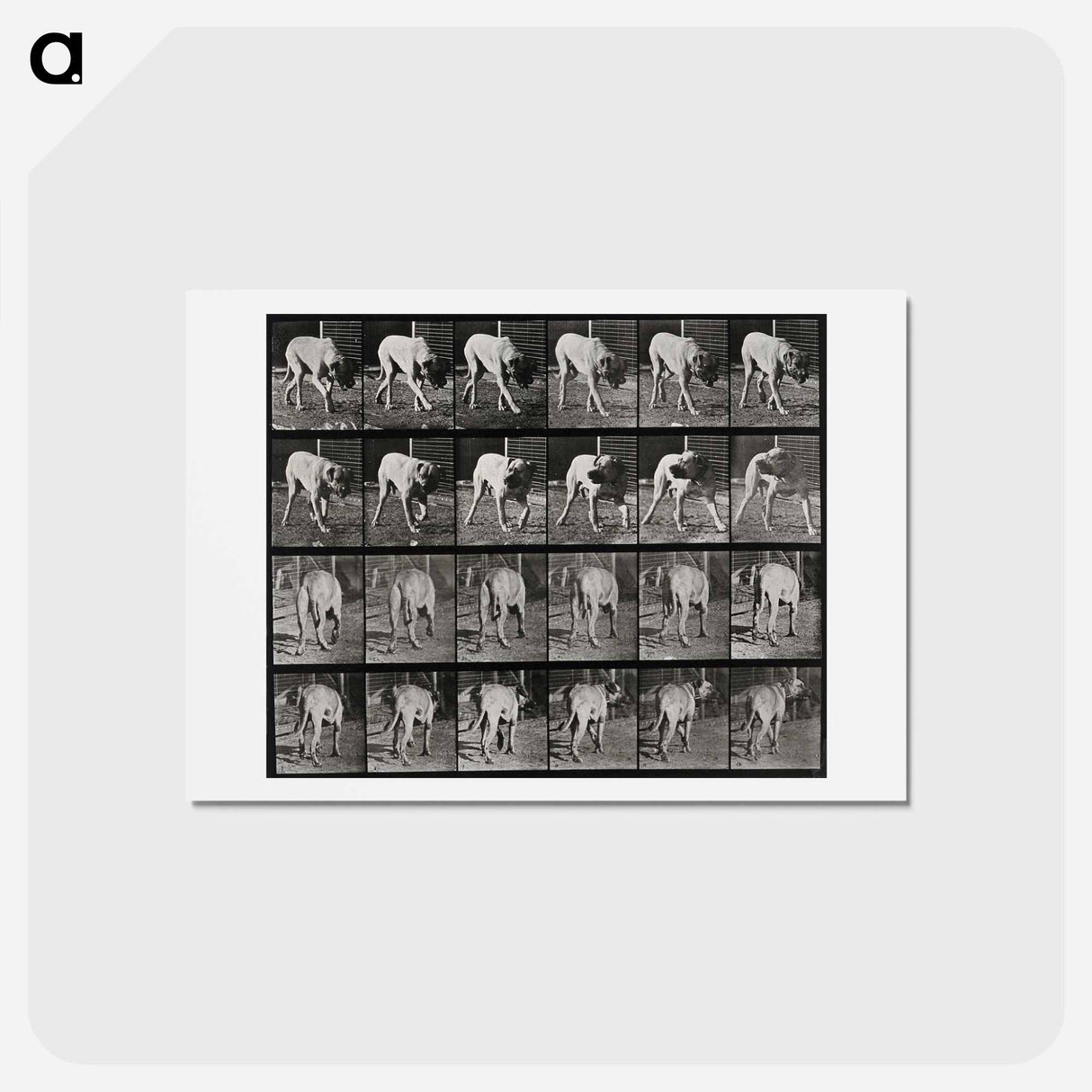 アートポストカード-Prowling Dog
 - エドワード マイブリッジ Postcard.