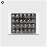 アートポストカード-Prowling Dog
 - エドワード マイブリッジ Postcard.