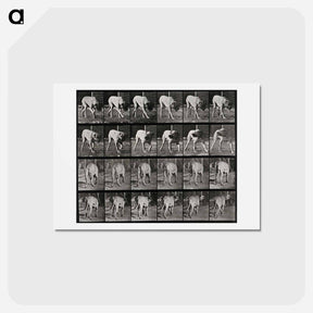 アートポストカード-Prowling Dog
 - エドワード マイブリッジ Postcard.