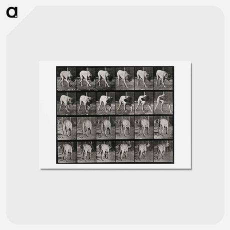 アートポストカード-Prowling Dog
 - エドワード マイブリッジ Postcard.