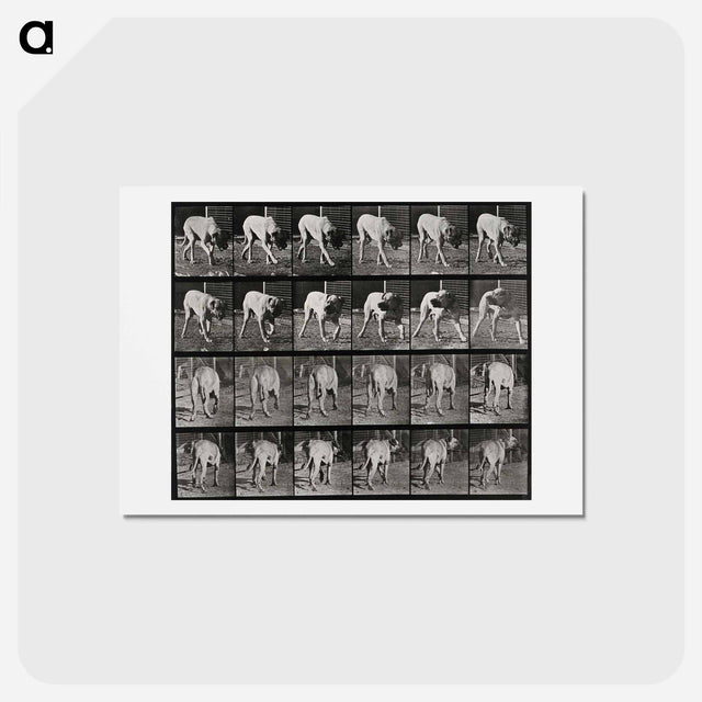 アートポストカード-Prowling Dog
 - エドワード マイブリッジ Postcard.