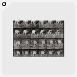 アートポストカード-Prowling Dog
 - エドワード マイブリッジ Postcard.
