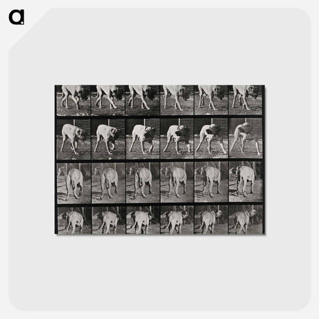 アートポストカード-Prowling Dog
 - エドワード マイブリッジ Postcard.