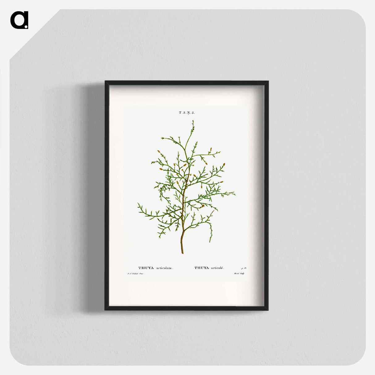 Sictus tree, Thuya articulata - Pierre-Joseph Redouté Poster.