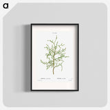 Sictus tree, Thuya articulata - Pierre-Joseph Redouté Poster.