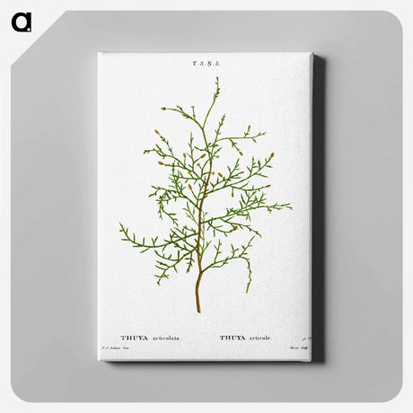 アートパネル-Sictus tree, Thuya articulata - ピエール ジョゼフ ルドゥーテ Canvas.