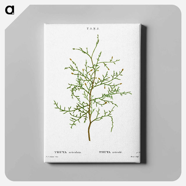 アートパネル-Sictus tree, Thuya articulata - ピエール ジョゼフ ルドゥーテ Canvas.