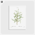 アートポストカード-Sictus tree, Thuya articulata - ピエール ジョゼフ ルドゥーテ Postcard.