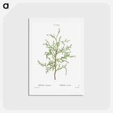 アートポストカード-Sictus tree, Thuya articulata - ピエール ジョゼフ ルドゥーテ Postcard.