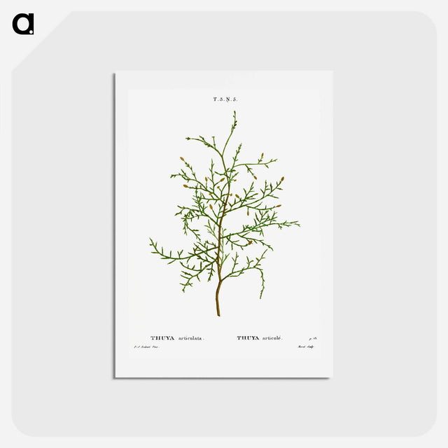 アートポストカード-Sictus tree, Thuya articulata - ピエール ジョゼフ ルドゥーテ Postcard.