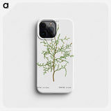 Sictus tree, Thuya articulata - Pierre Joseph Redouté Phone Case.