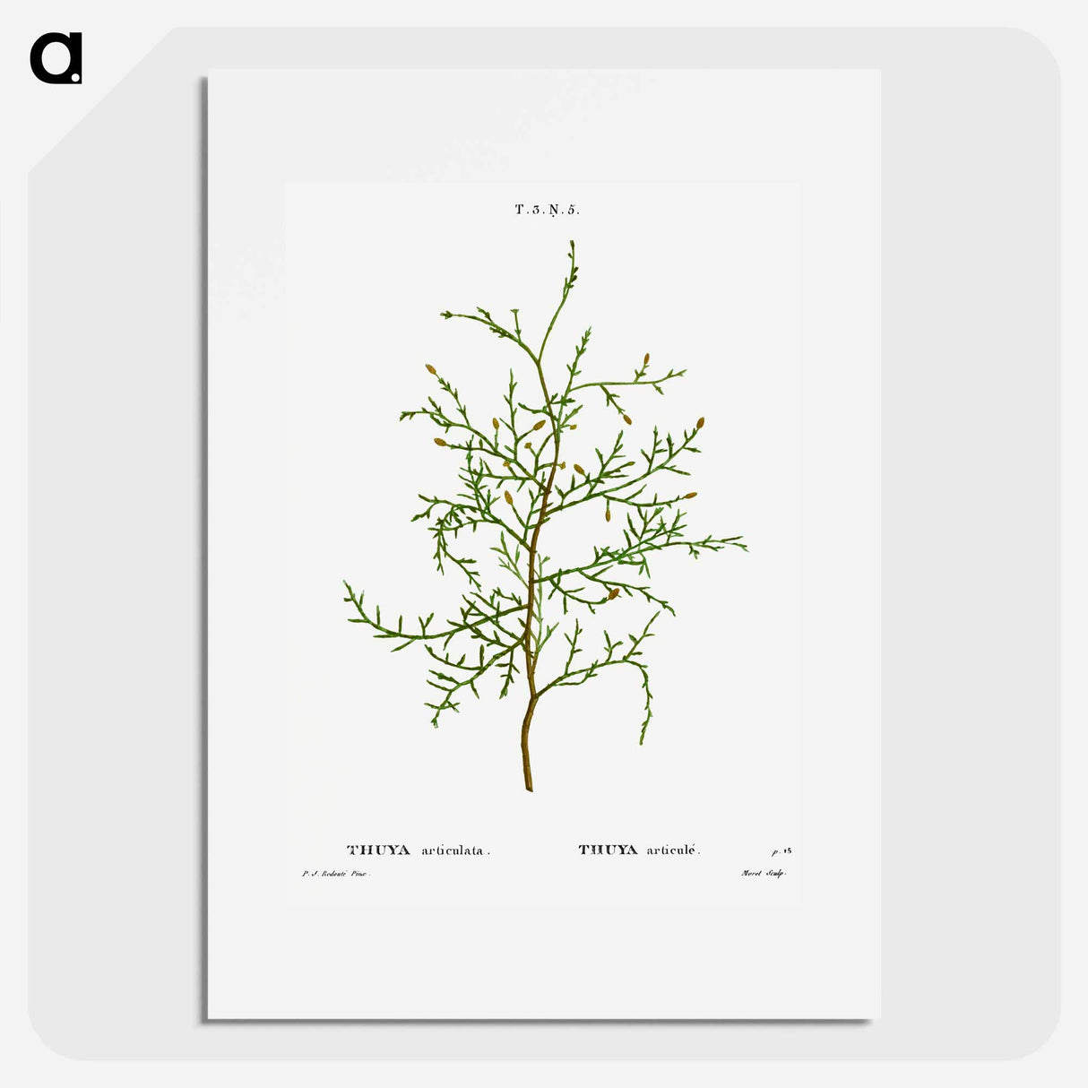 Sictus tree, Thuya articulata - Pierre-Joseph Redouté Poster.