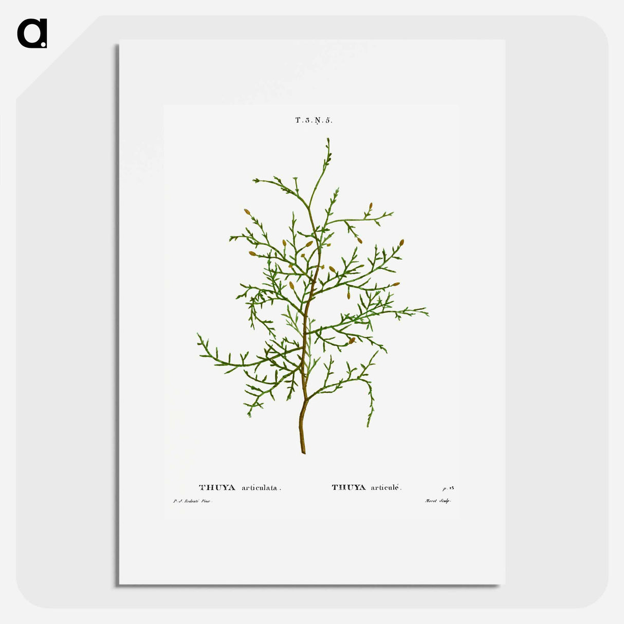 Sictus tree, Thuya articulata - ピエール ジョゼフ ルドゥーテ Poster.