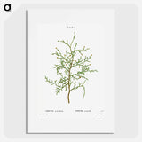 Sictus tree, Thuya articulata - ピエール ジョゼフ ルドゥーテ Poster.