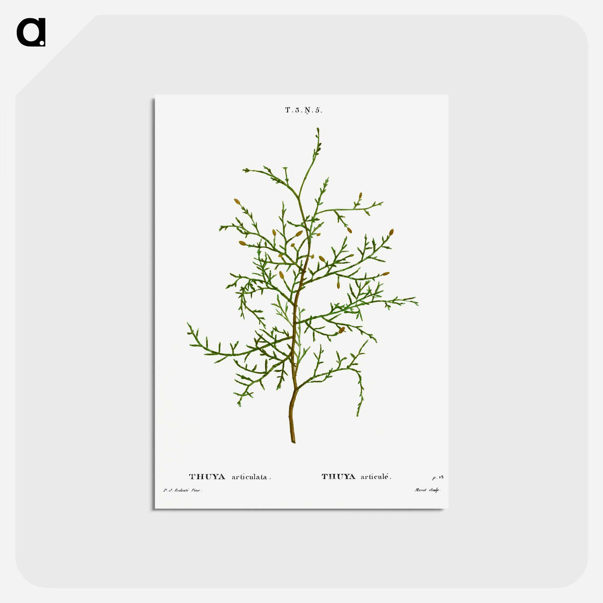アートポストカード-Sictus tree, Thuya articulata - ピエール ジョゼフ ルドゥーテ Postcard.